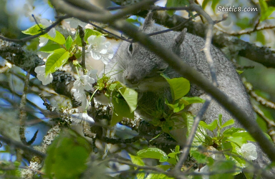 Grey Squirrel eating a cherry blossom