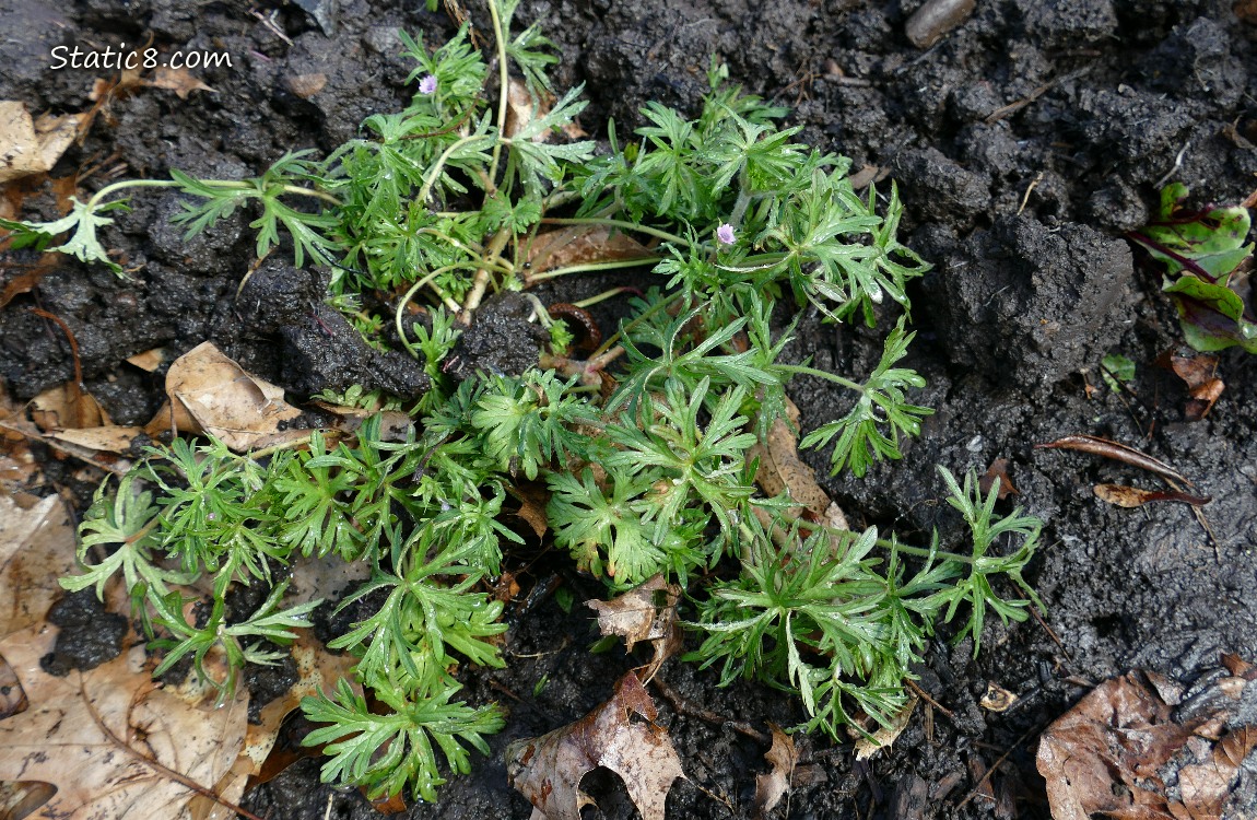Cutleaf Geranium growing in the dirt