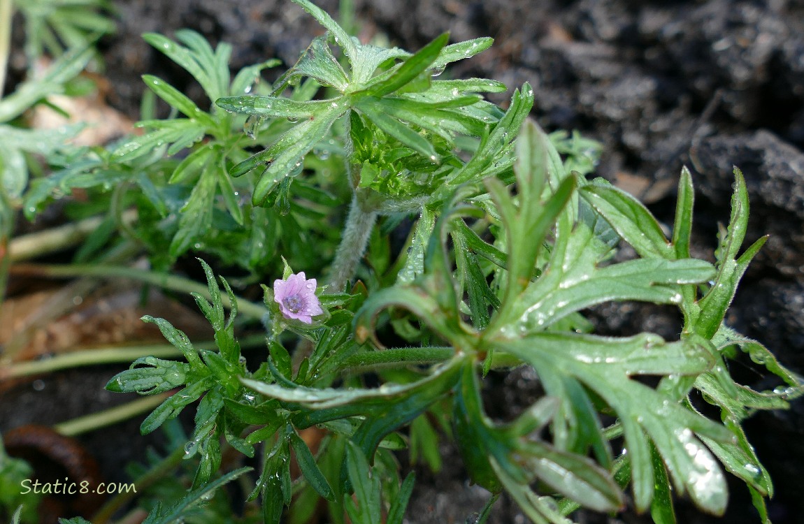Cutleaf Geranium with a flower, growing in the dirt
