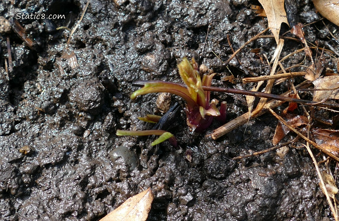 Small Echinacea coming back to life in the dirt
