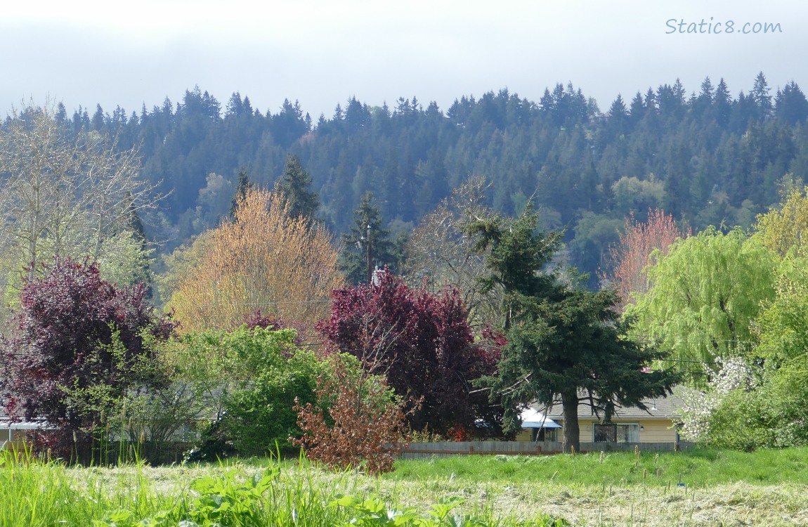 Trees with spring folage in front of a hill of firs in the distance