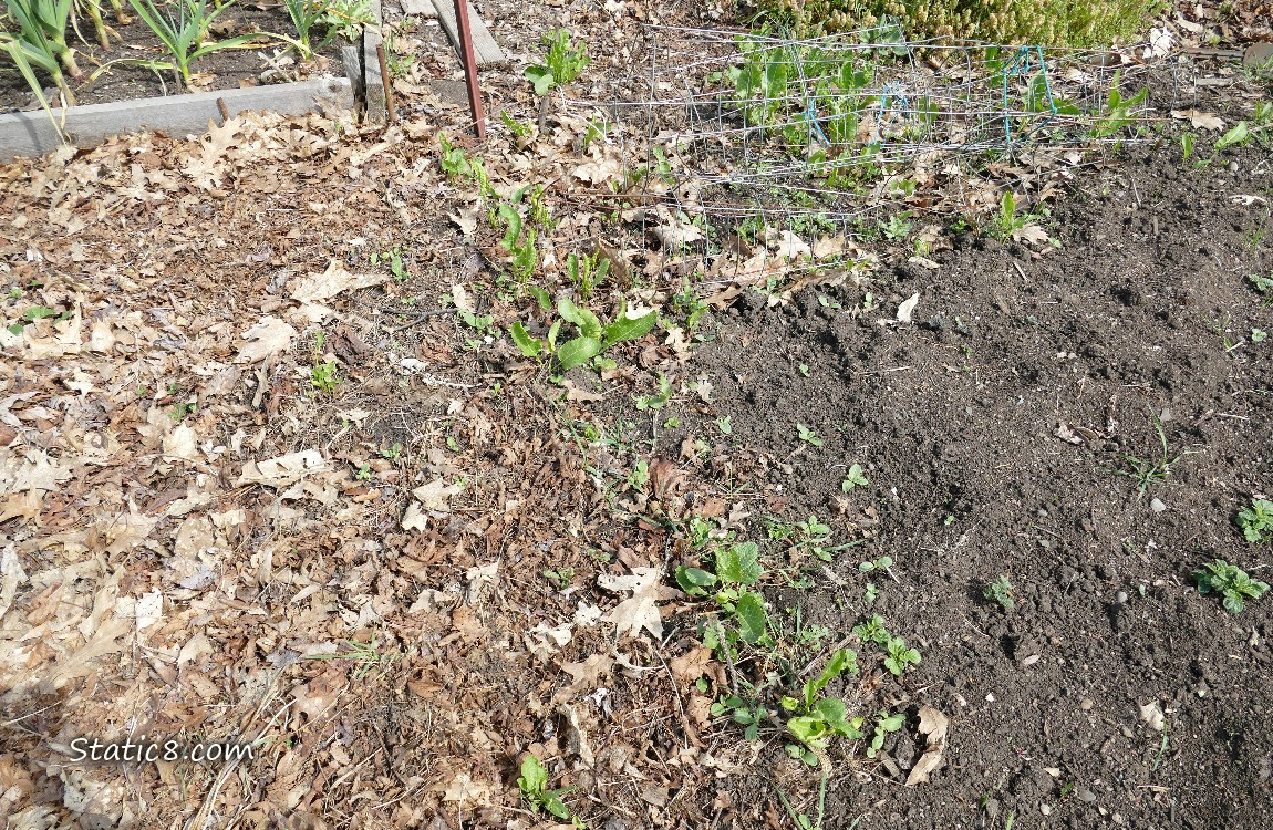Garden plot