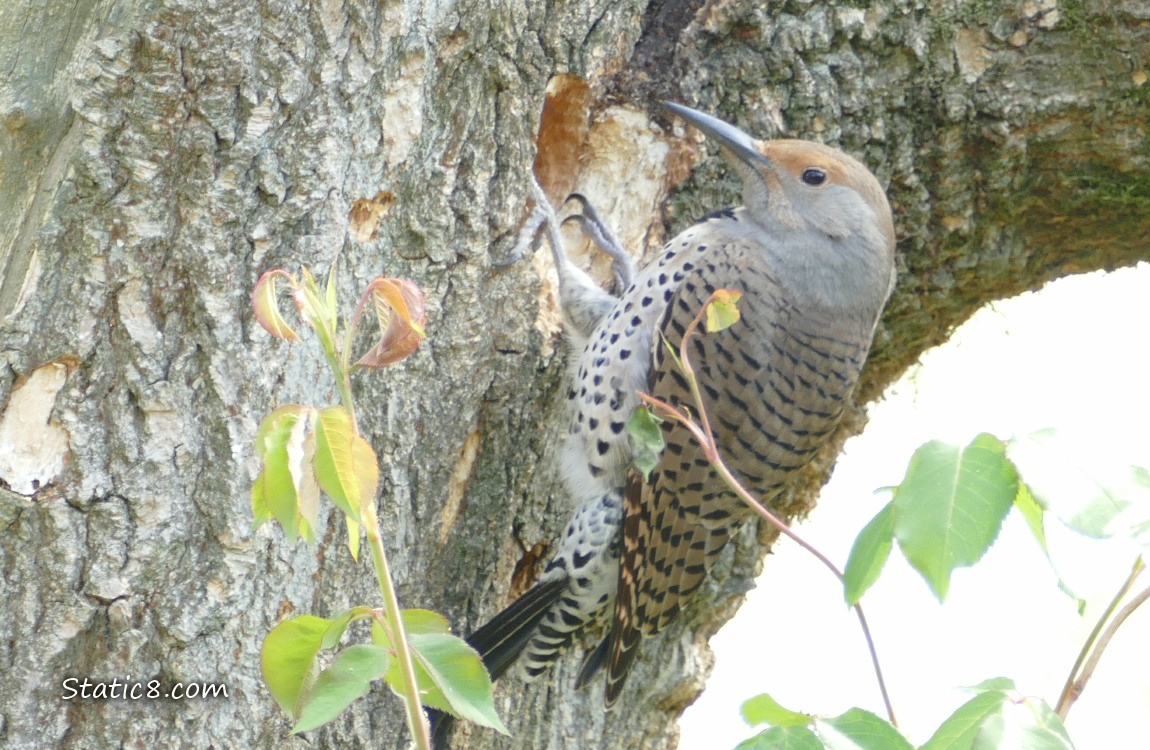 Northern Flicker standing outside a nest hole
