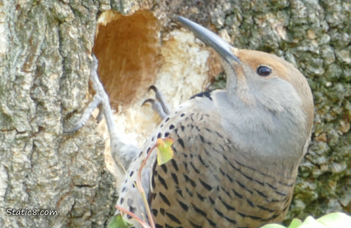 Northern Flicker looking at a nest hole in a tree