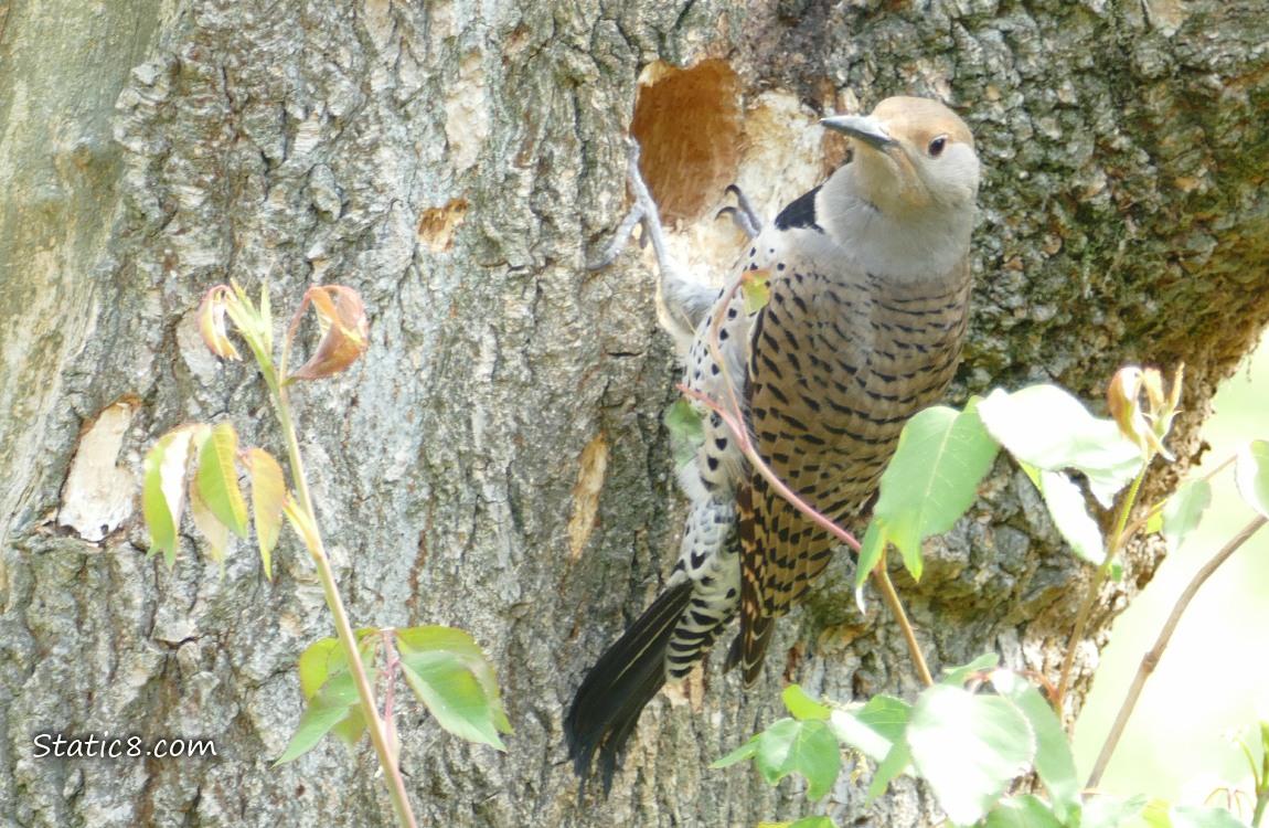 Flicker next to a nest hole