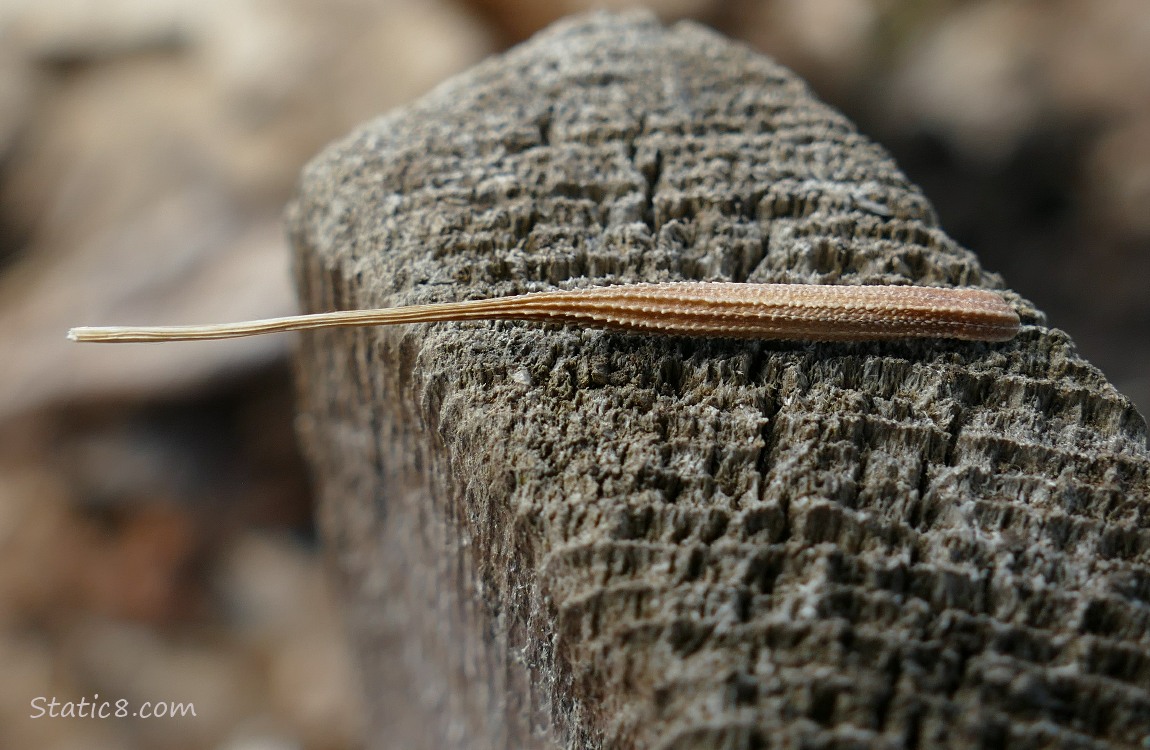 Salsify seed on a wood post