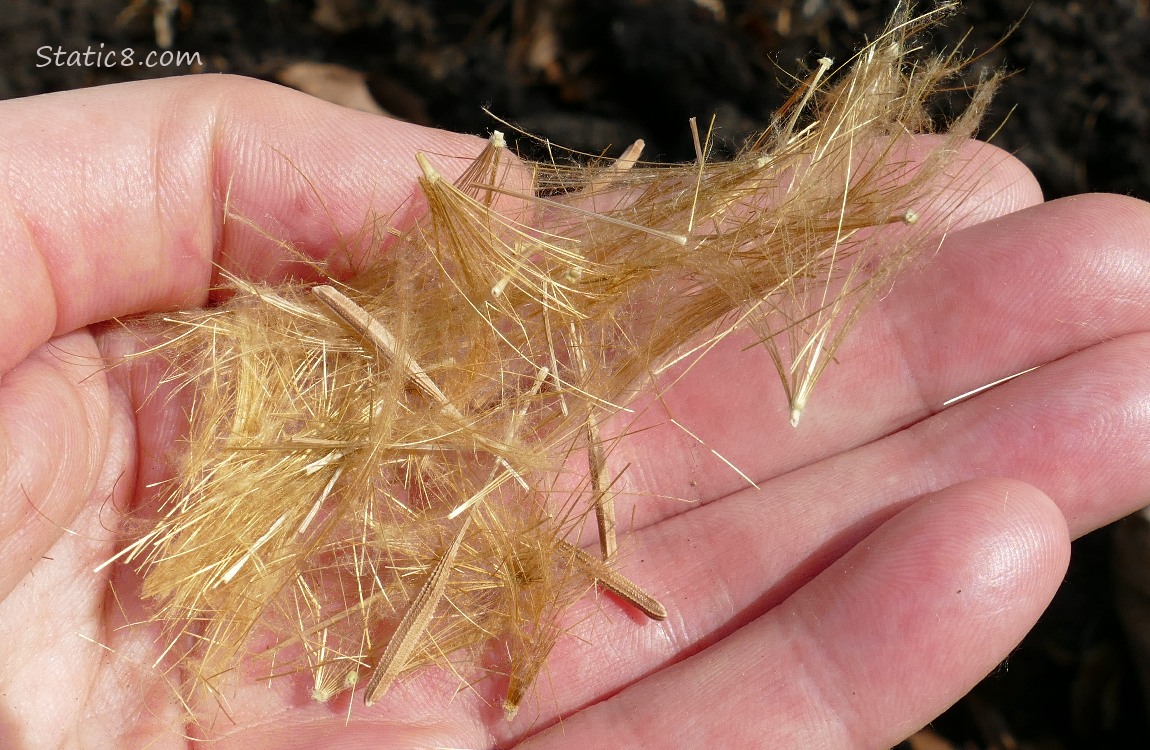 Hand holding Salsify seeds and fluff