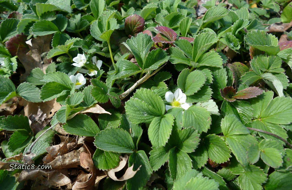 Strawberry patch with blooms