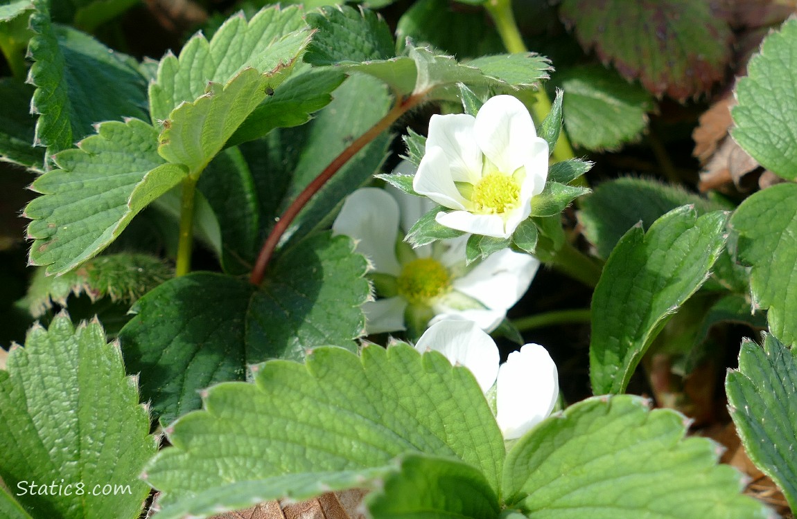 Strawberry blooms amoung the leaves