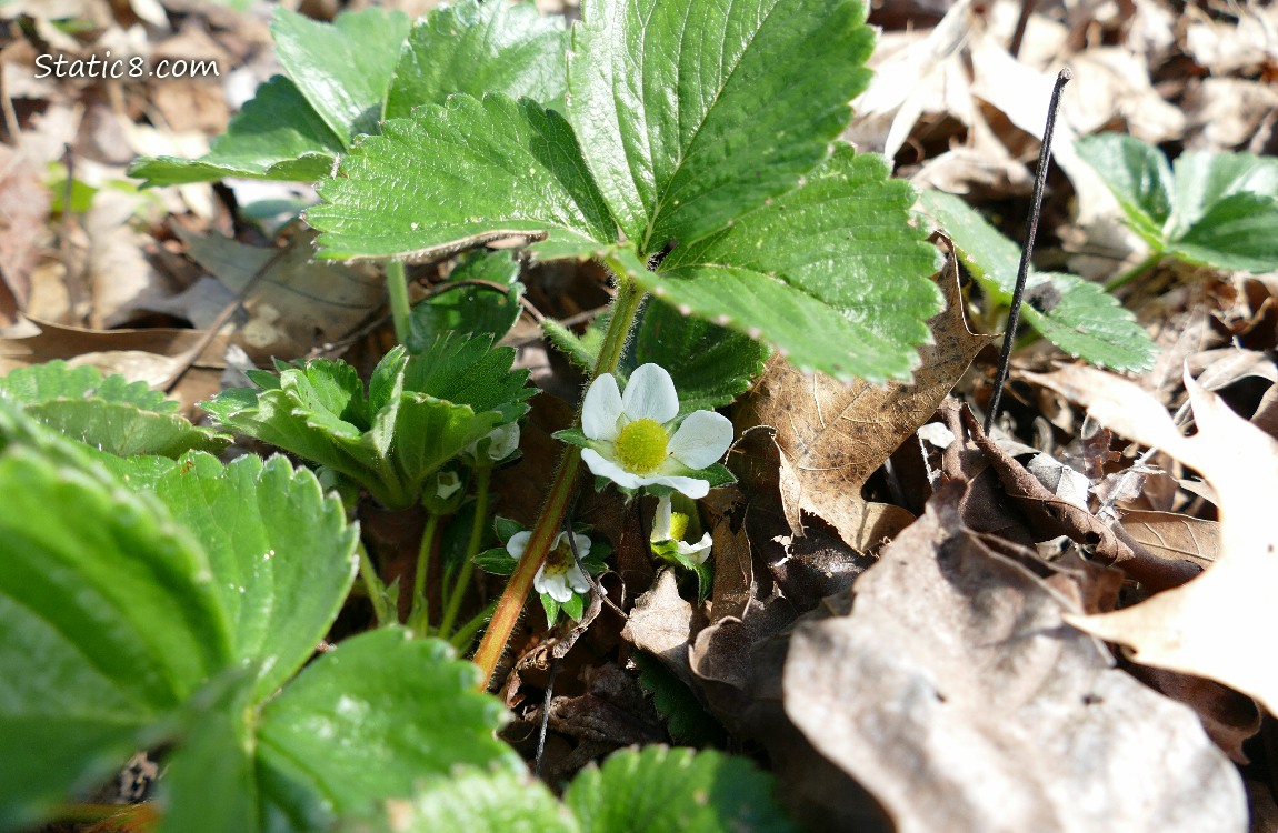 Strawberry bloom under green leaves