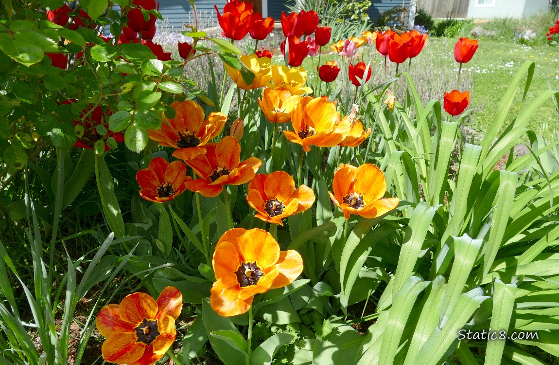 Orange and red tulips in a front yard