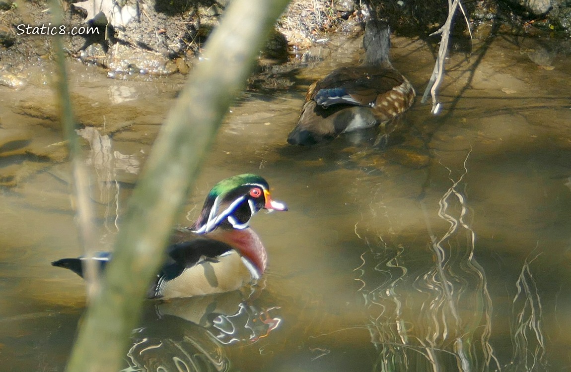 A pair of Wood Ducks near the back of the creek