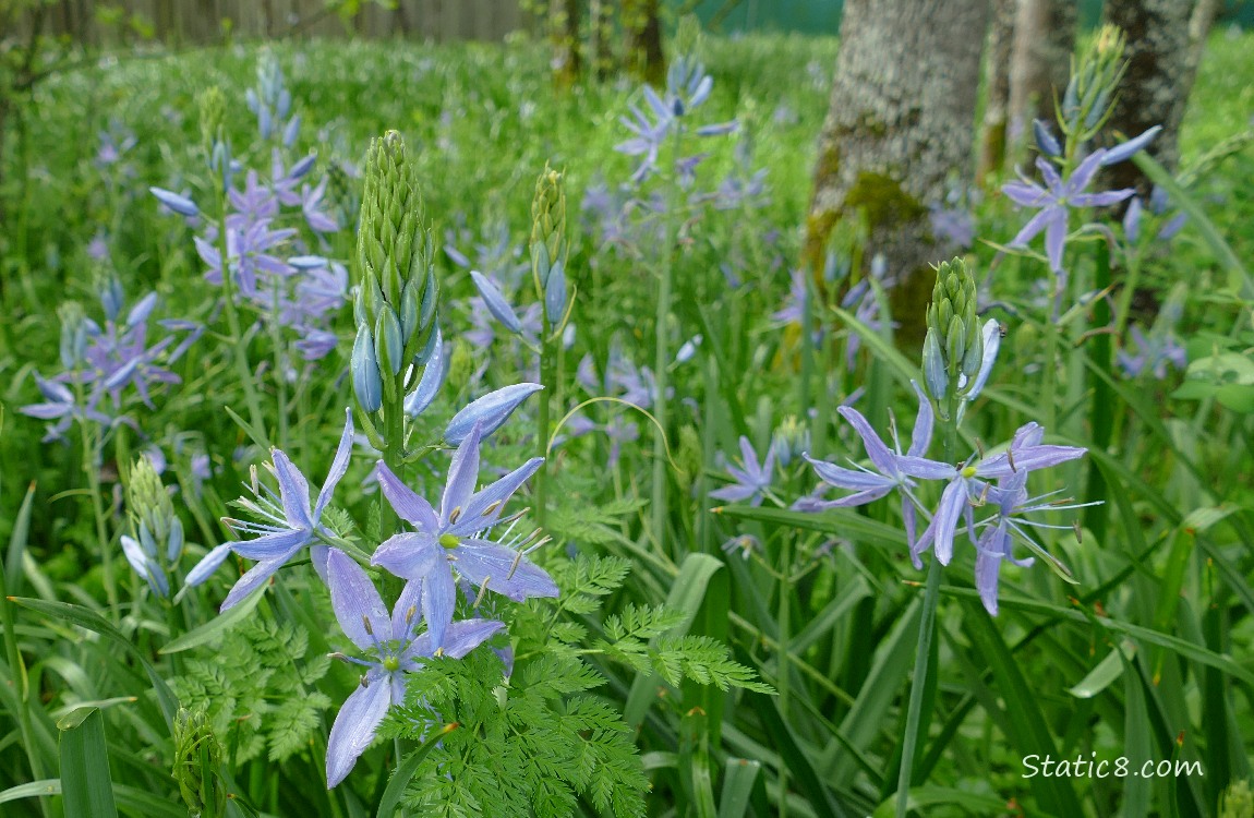 Camus Lilies blooming in the grass