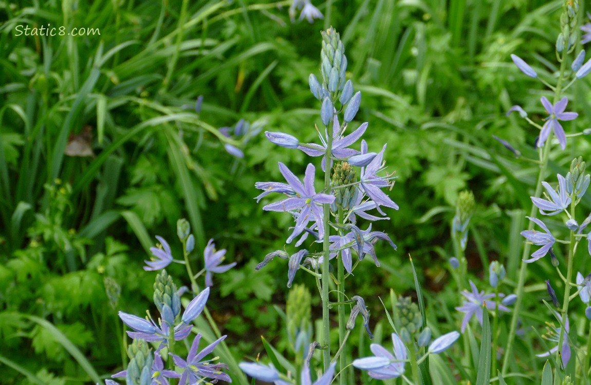 Camas Lilies blooming in the grass