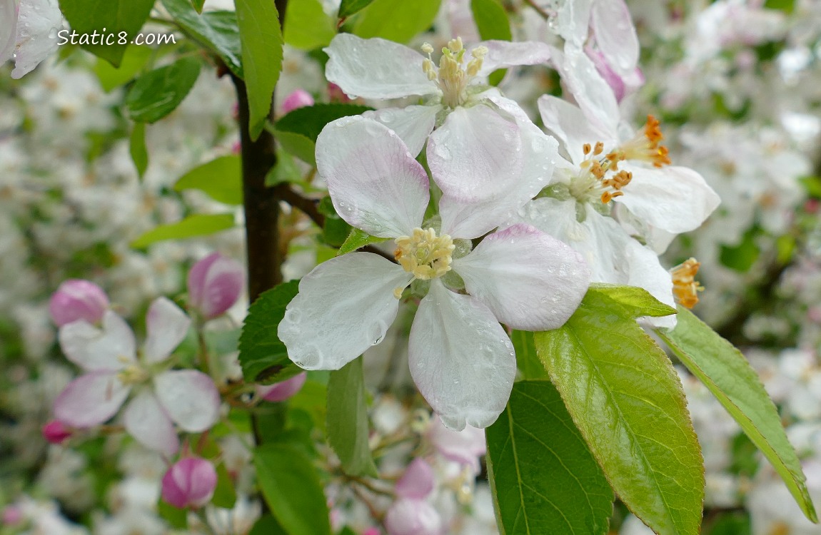 Apple blossoms