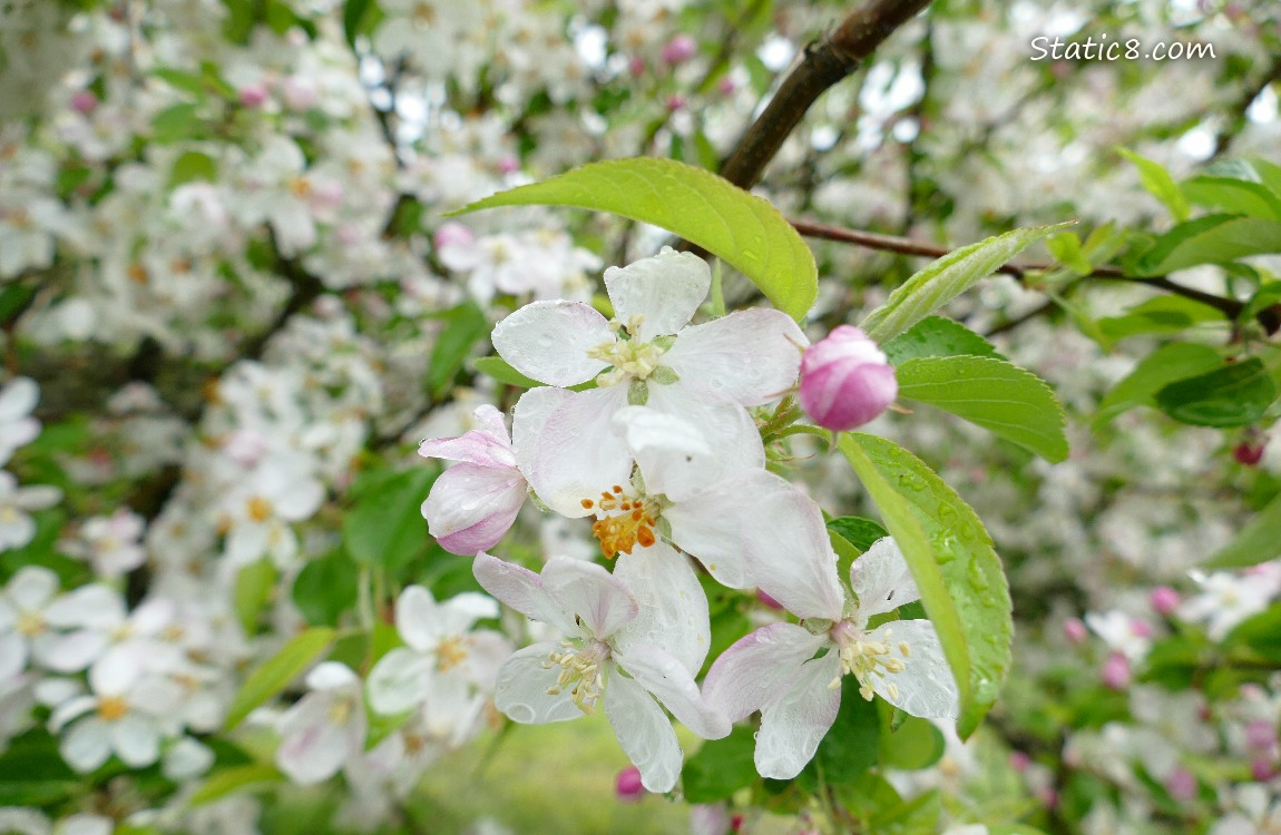 Apple blossoms