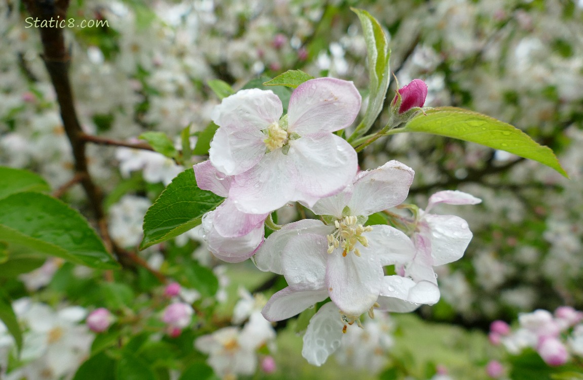 Apple blossoms