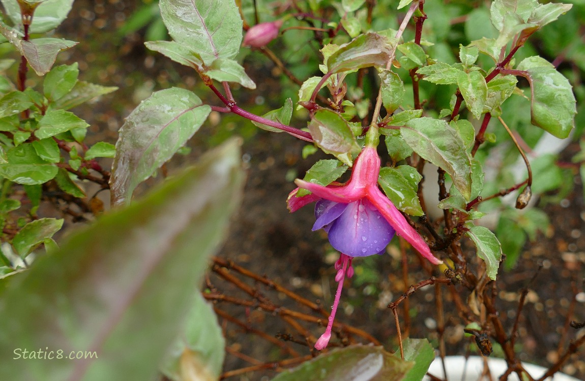 Fuchsia bloom hanging from a plant with green leaves