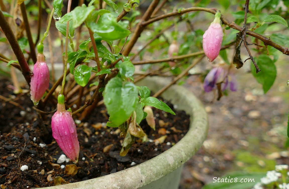 Fuchsia buds hanging down from the plant in a pot
