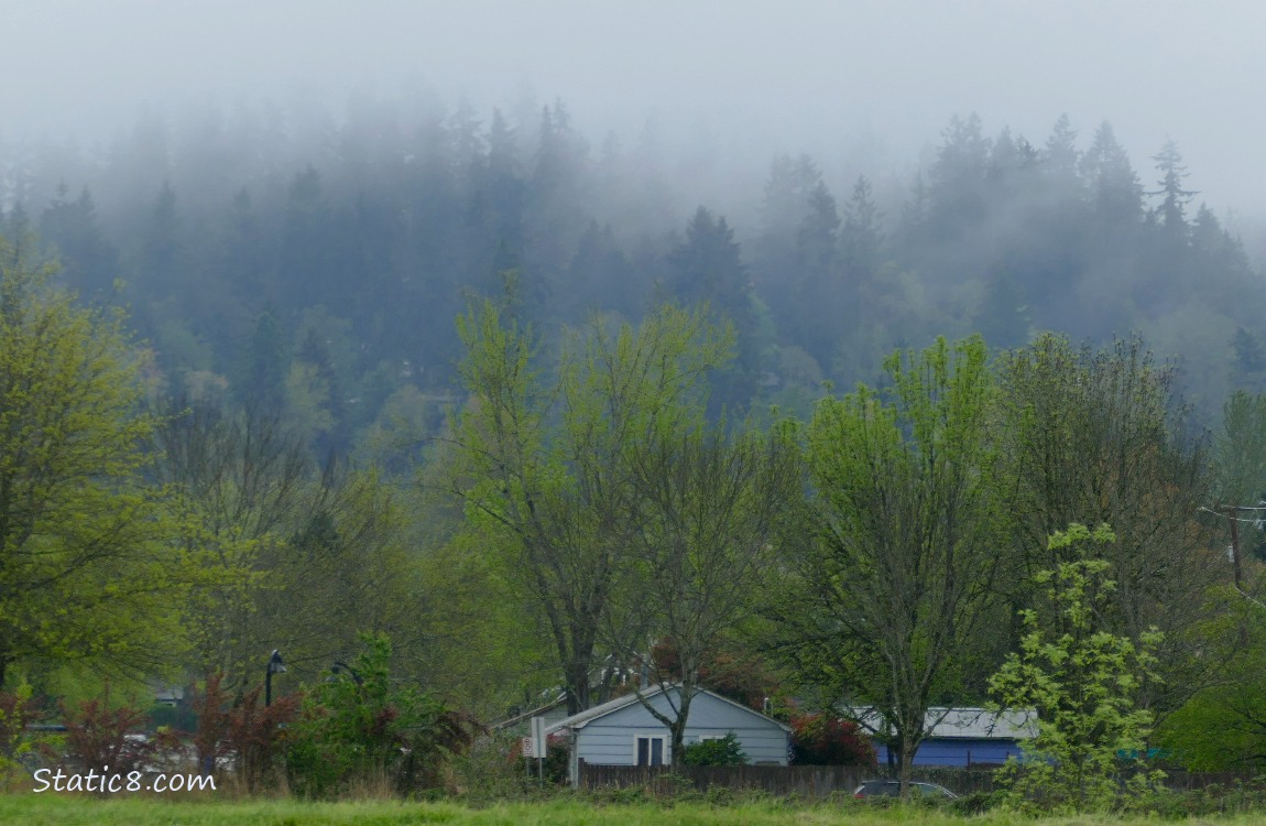 Foggy trees in the distance