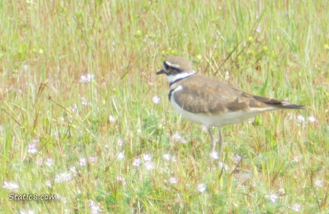 Killdeer standing in the grass with pink flowers