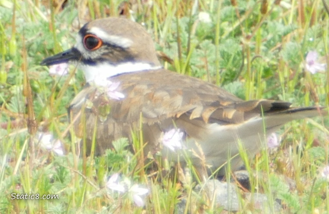 Killdeer sitting in the grass