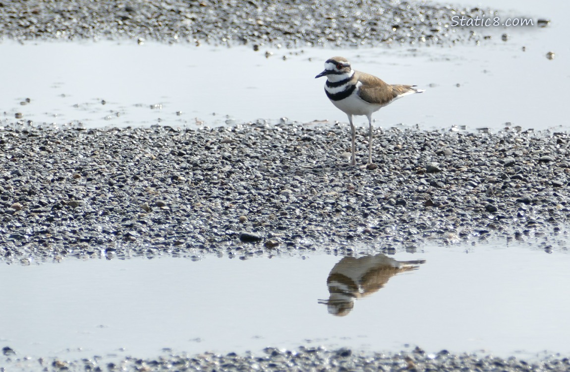 Killdeer standing on gravel with puddles of water