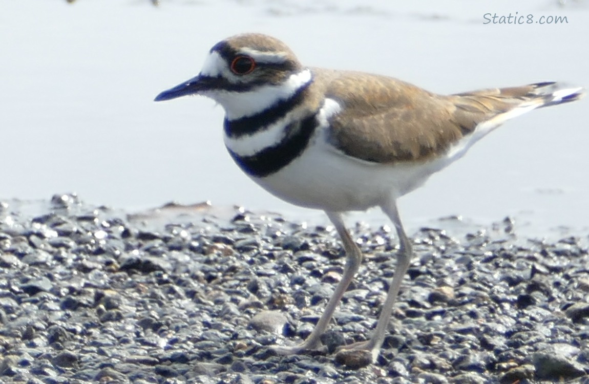 Killdeer standing on gravel with puddles of water