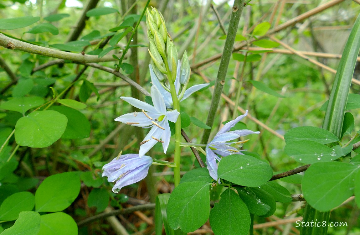 Camas Lily blooming with the leaves of a  Snowberry bush