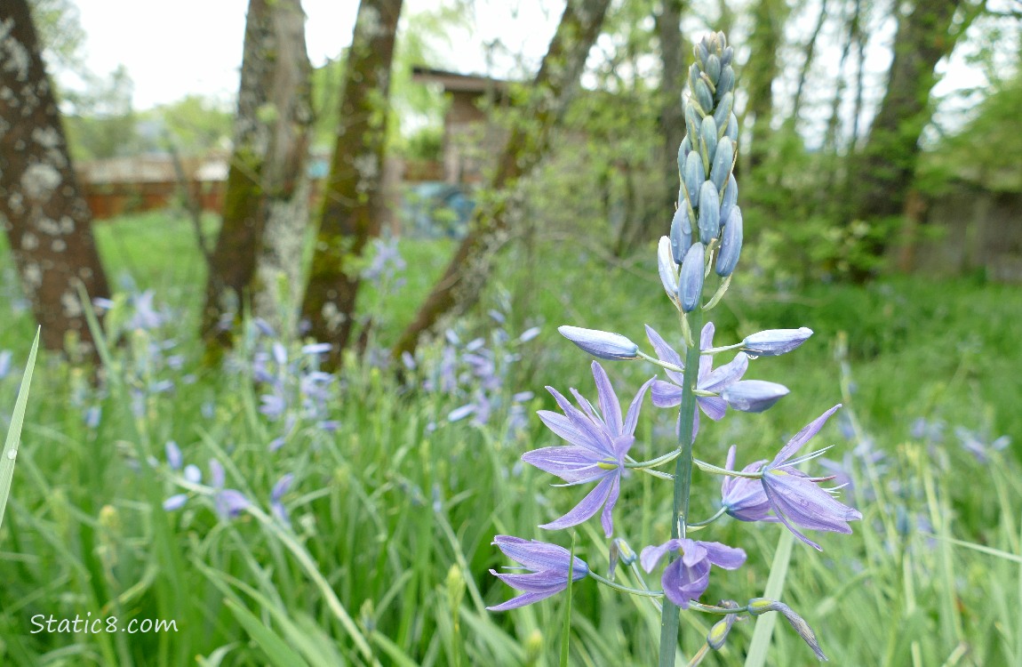 Camas Lily blooming in the grass under trees
