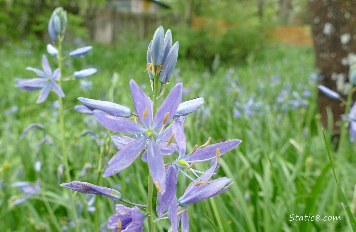 Camas Lily blooming in the grass under trees
