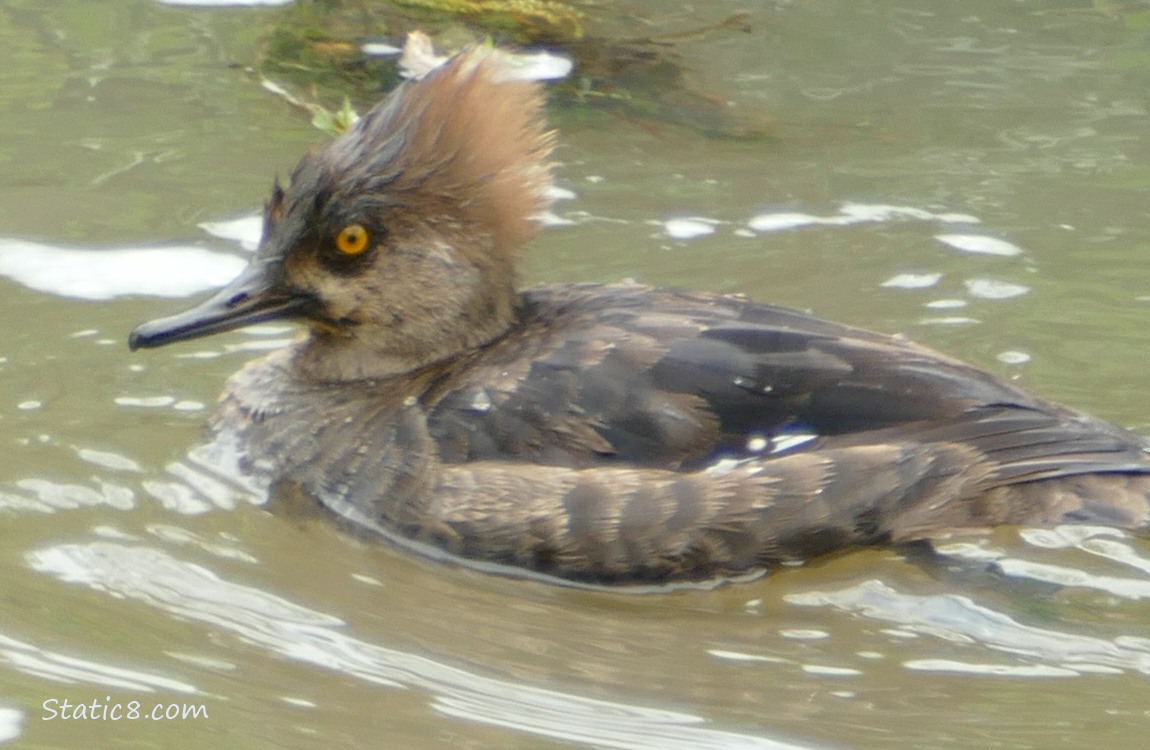 Female Hooded Merganser paddling on the water