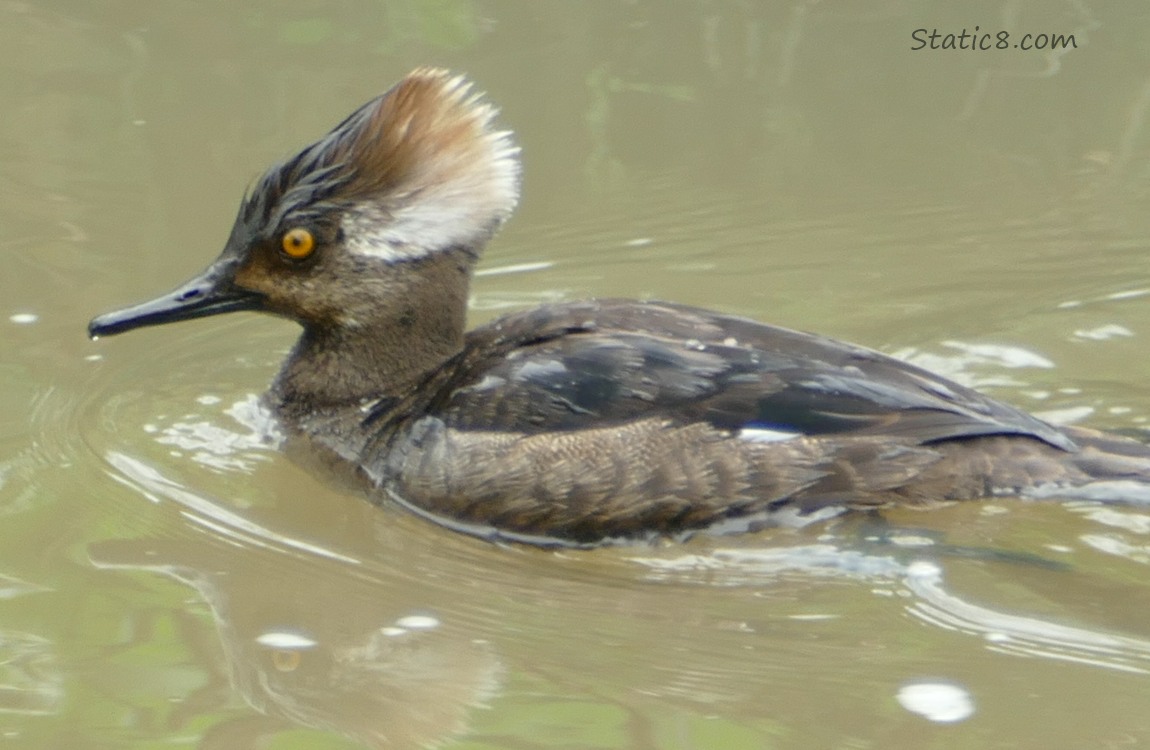 Juvenile Hooded Merganser paddling on the water