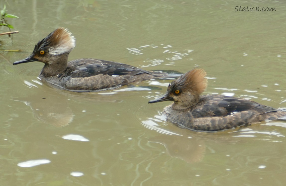 Hooded Merganser pair paddling on the water