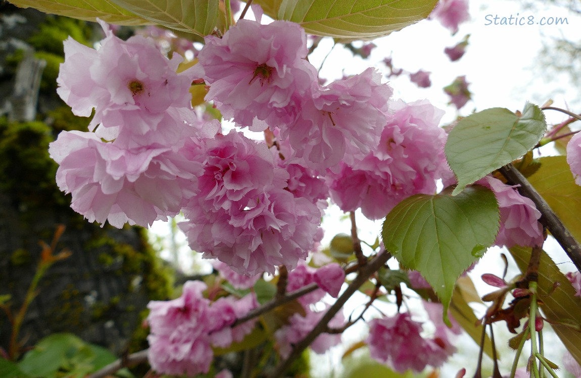 Pink double petal cherry blossoms