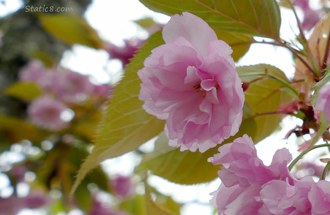 Pink double petal cherry blossoms