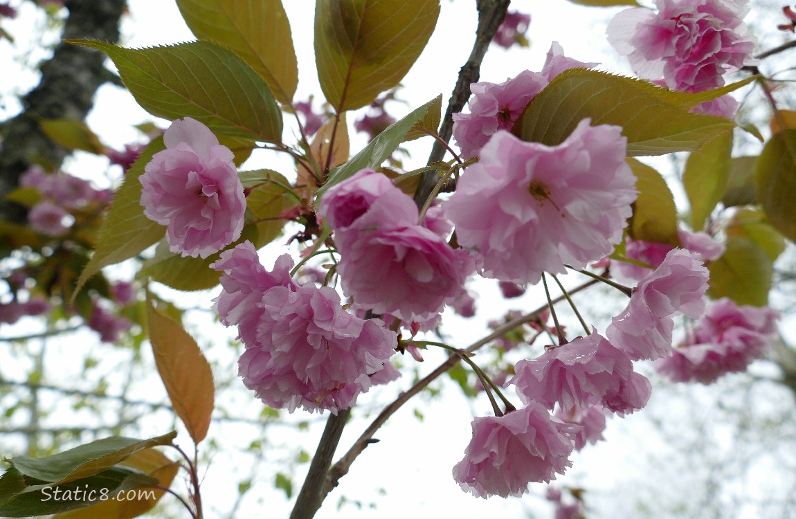 Pink double petal cherry blossoms