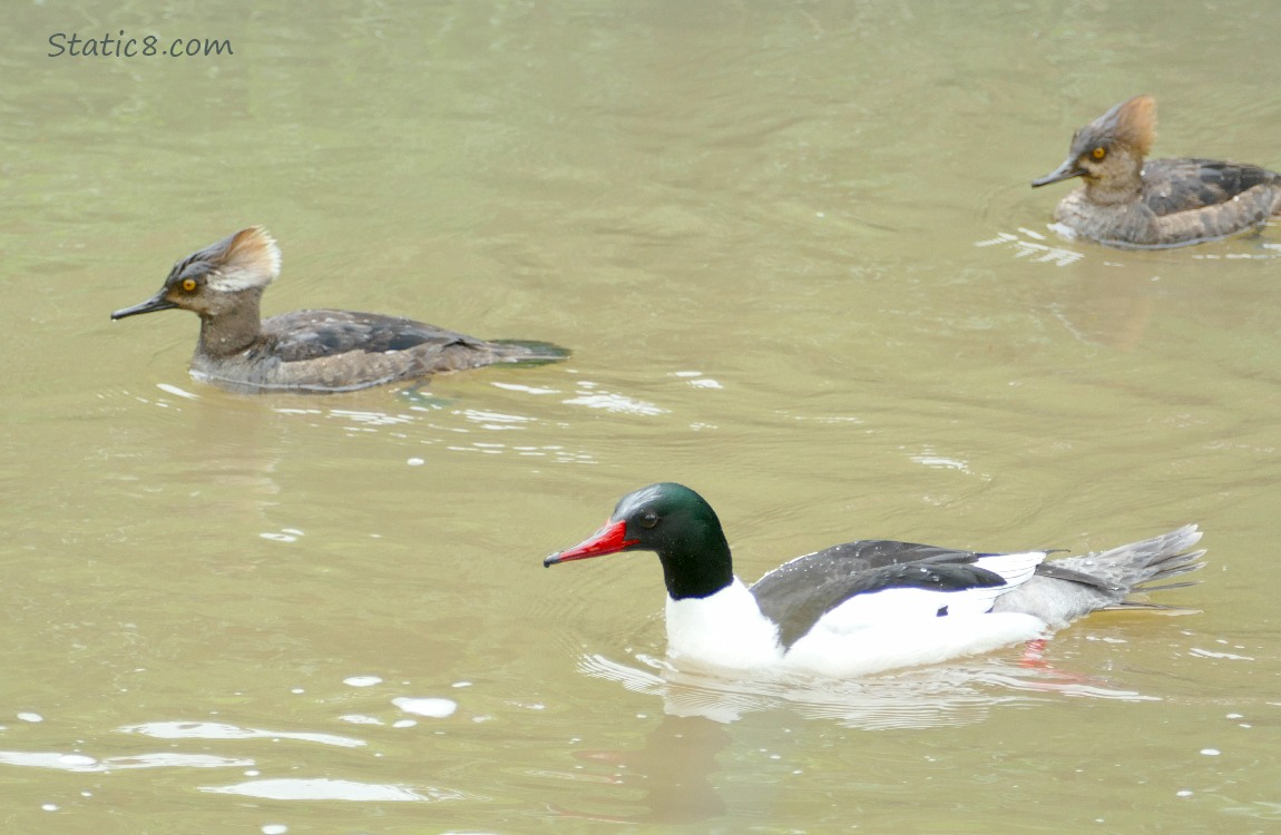 Hooded Mergansers and a male Common Merganser