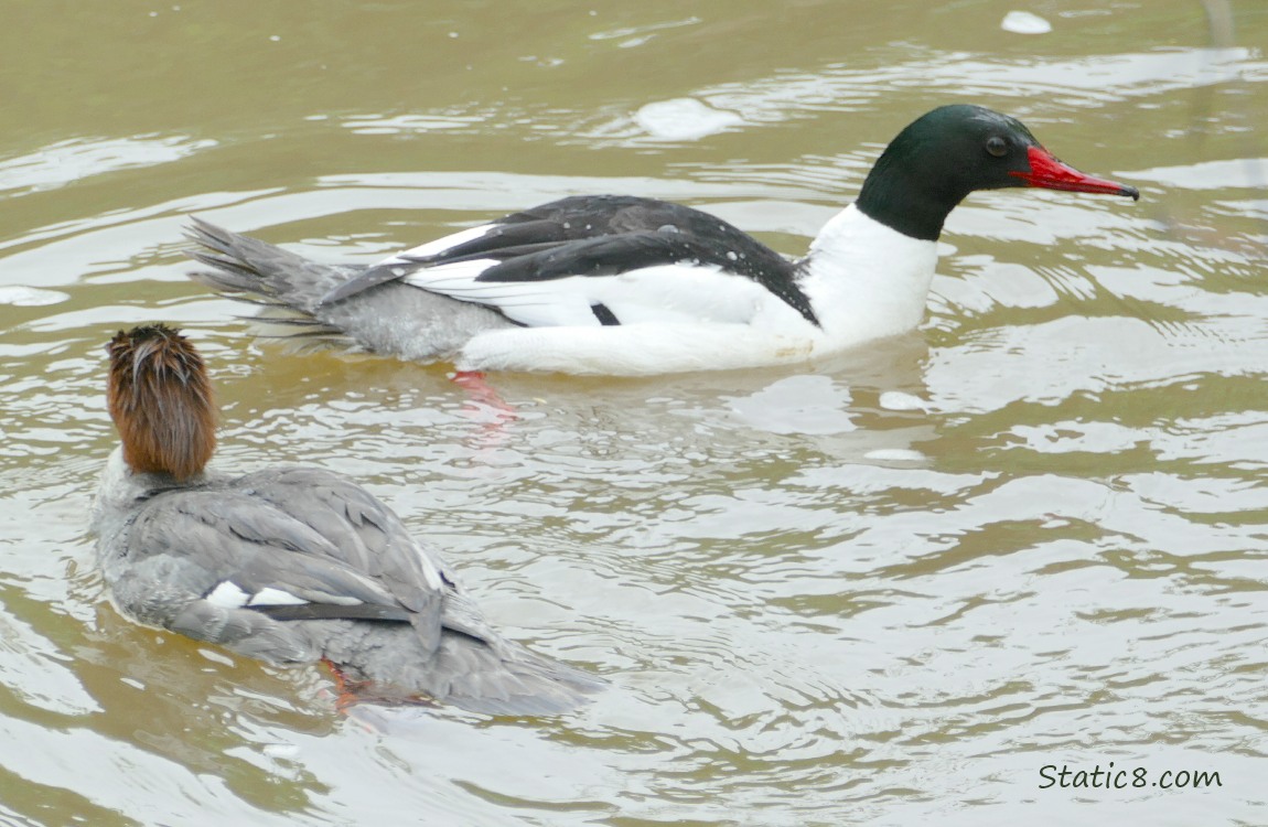 Common Mergansers paddling on the water