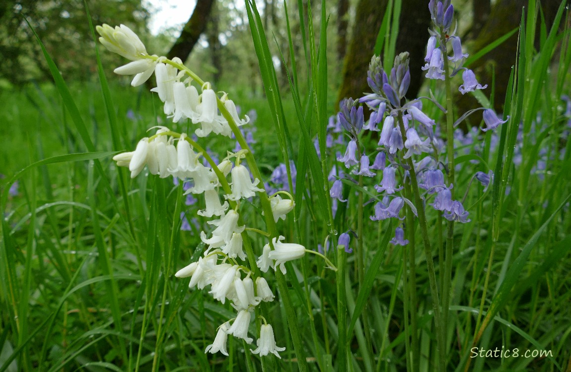 Spanish Bluebells blooming in the grass