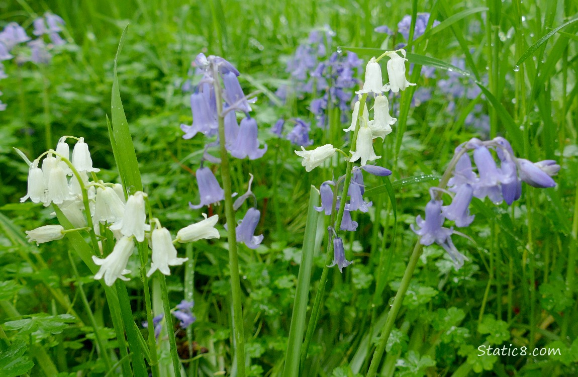 Spanish Bluebells blooming in the grass