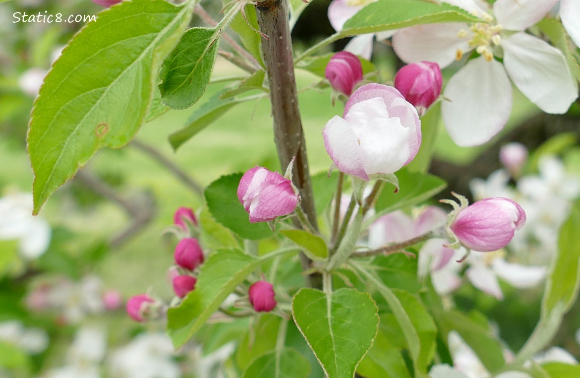Apple blossoms and green leaves