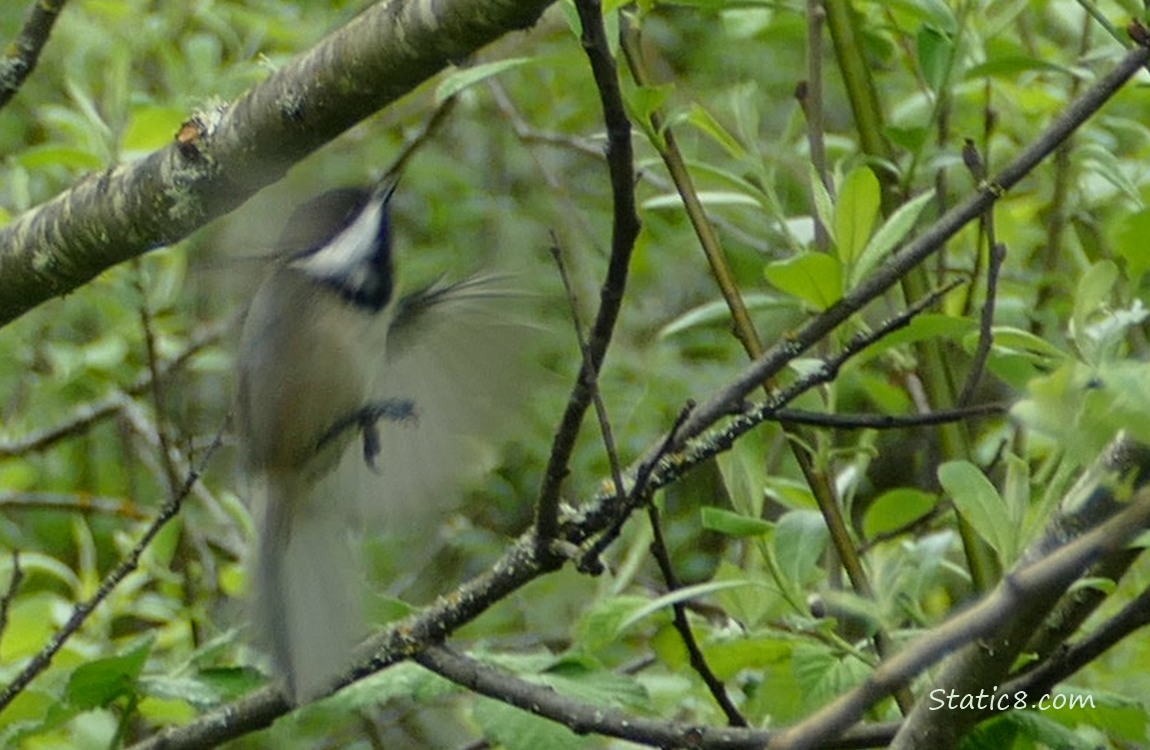 Motion blur Chickadee