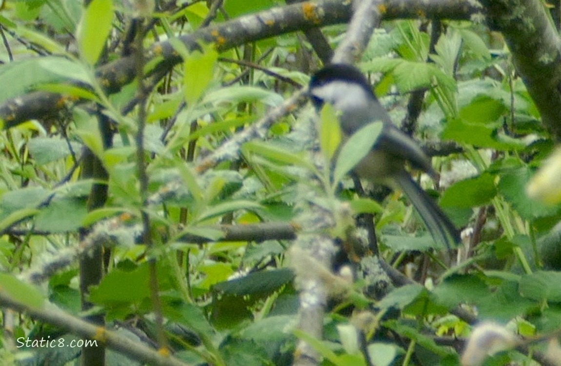 Blurry Chickadee and green leaves
