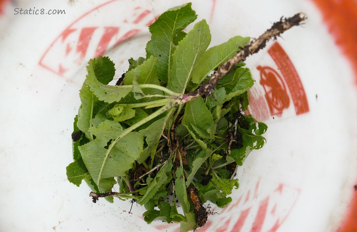 Looking down into a bucket of weeds