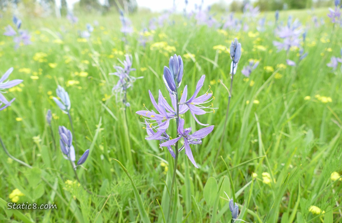 Camas Lilies blooming in a field with yellow flowers