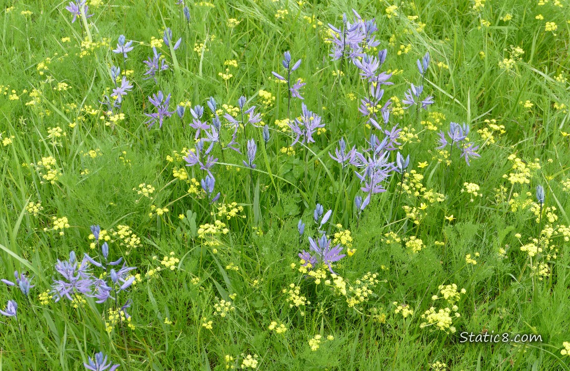 Looking down at Camas Lily blooms and yellow Dillweed blooms