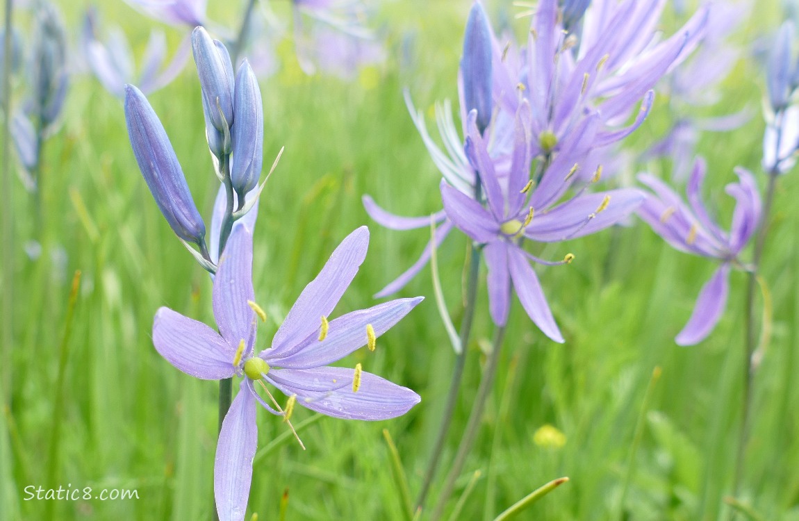 Camas Lilies blooming in the grass