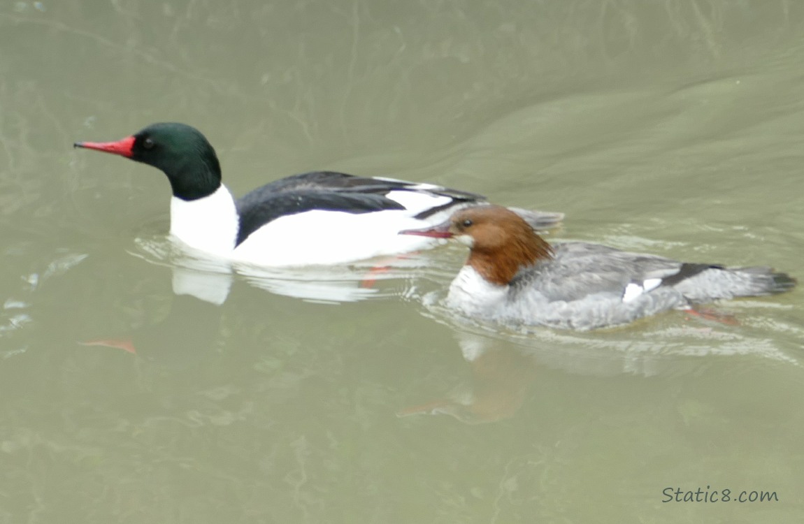 a pair of Common Mergansers paddling on the water