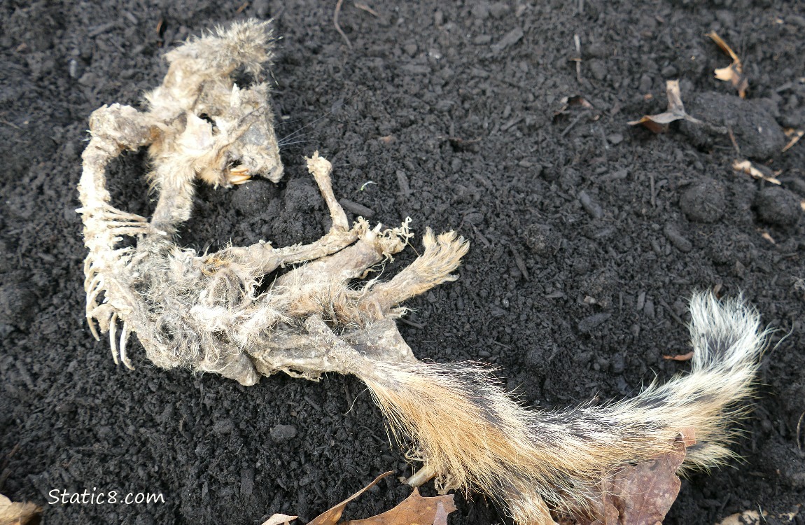 Squirrel skeleton